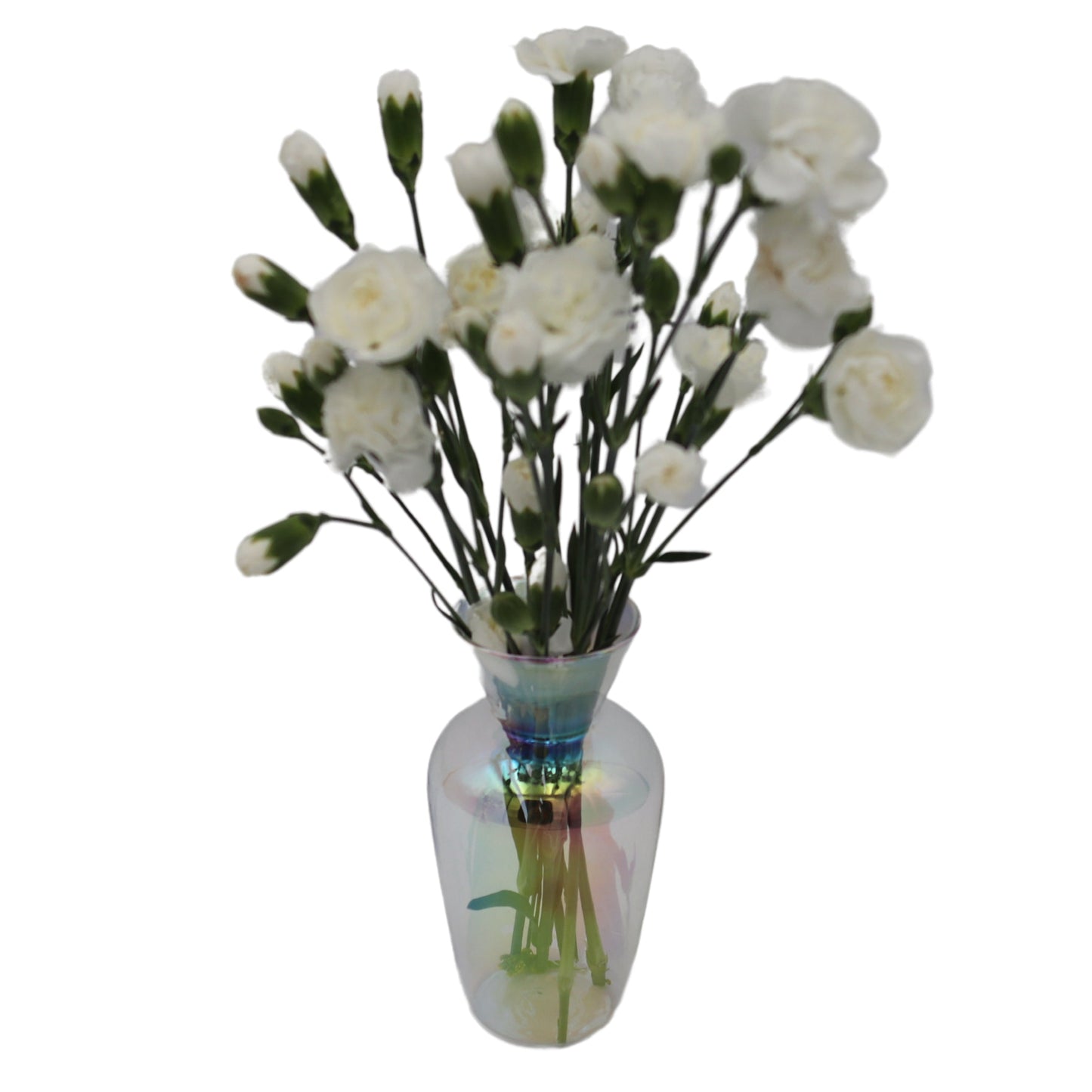 White flowers in a clear transparent glass vase with a white background. Iridescent